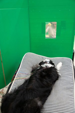 A black and white dog lies on a bed looking at its owner through a window