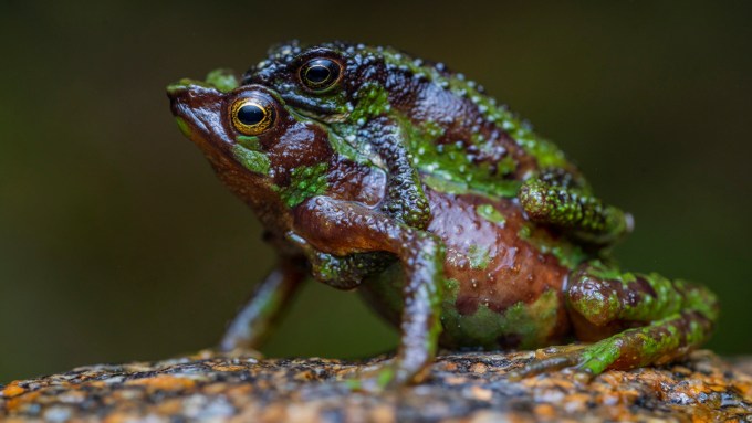 One Morona-Santiago stubfoot toad sits on a rock, while another sits on the back of the first toad. The toads have brown and green coloration and yellow eyes.