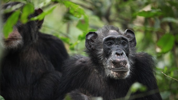 A photo of a female chimp sitting next to another chimp.